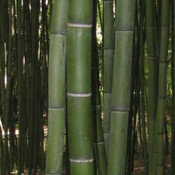 Bamboo Phyllostachys Vivax